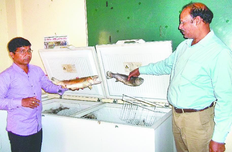 Dead fish from wastewater