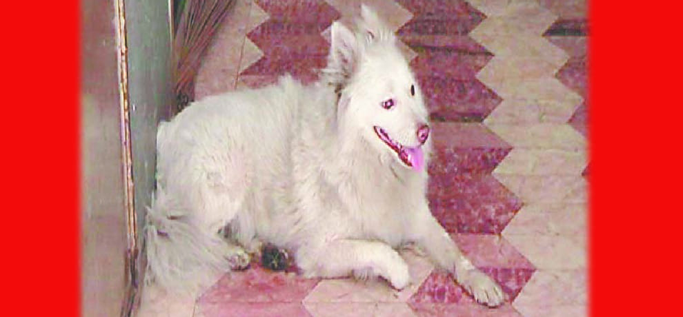 Cricketer Ajay Sharma's brother died in mysterious circumstances, old dog barks near the body