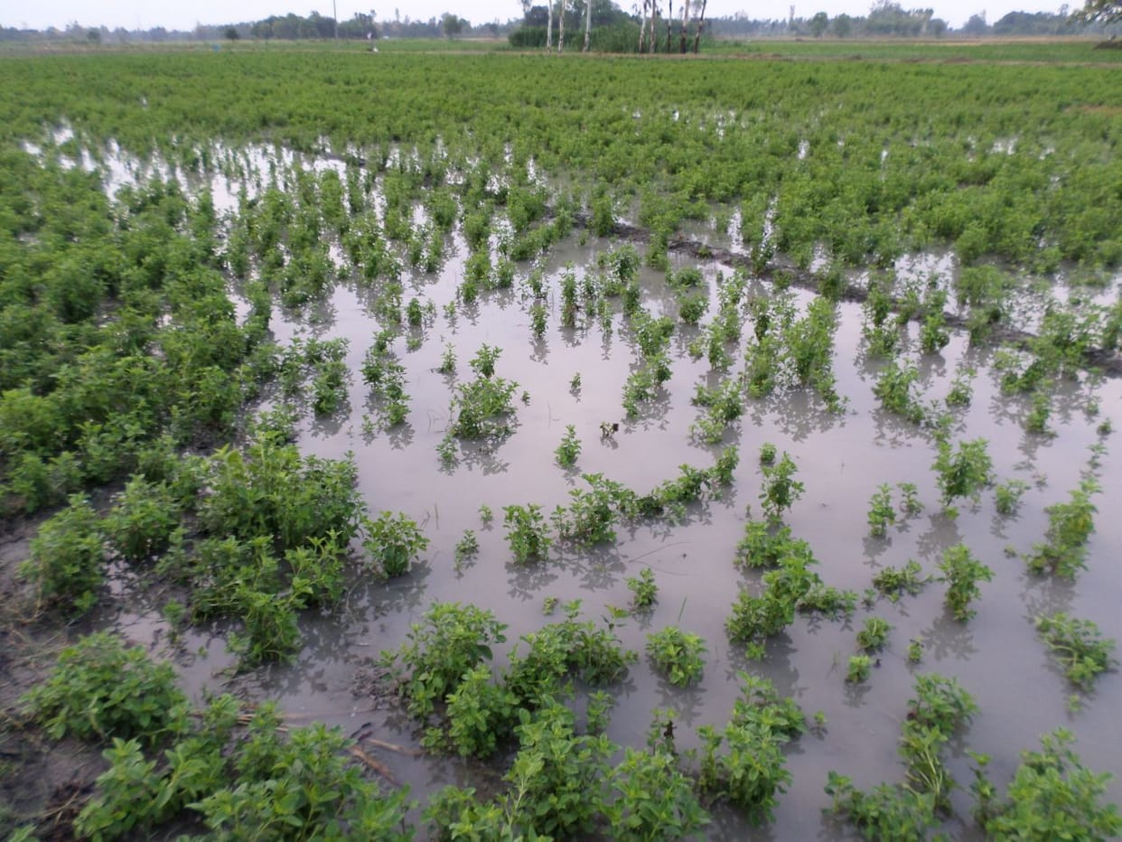 Farmers happy after the rain fall