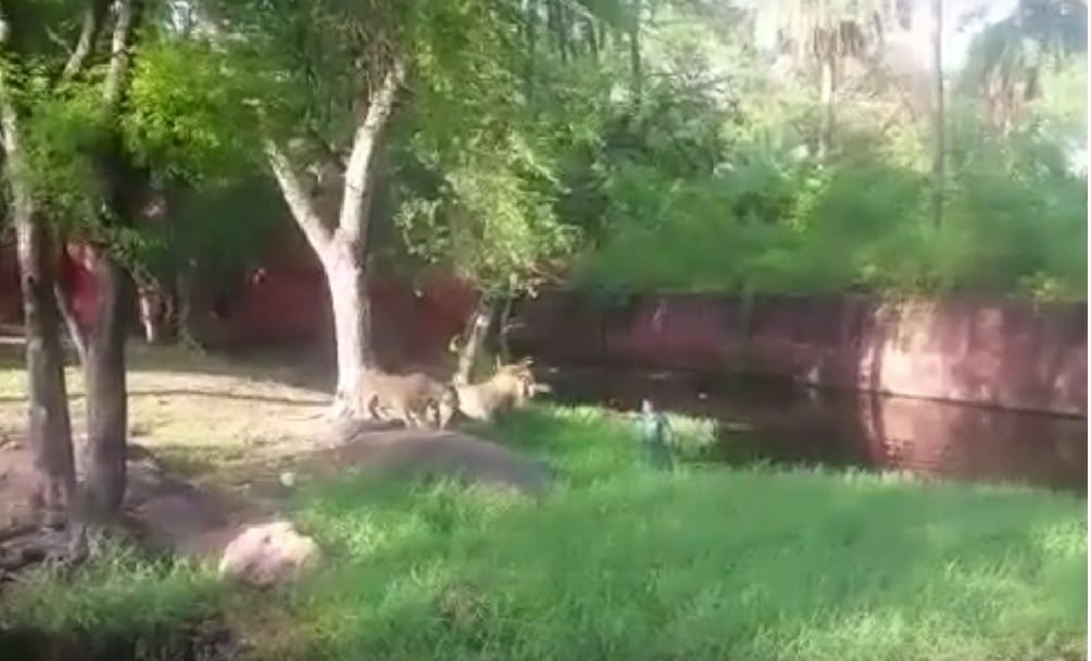 man jumps into lion cage in Hyderabad