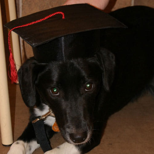 10 animals with their degrees