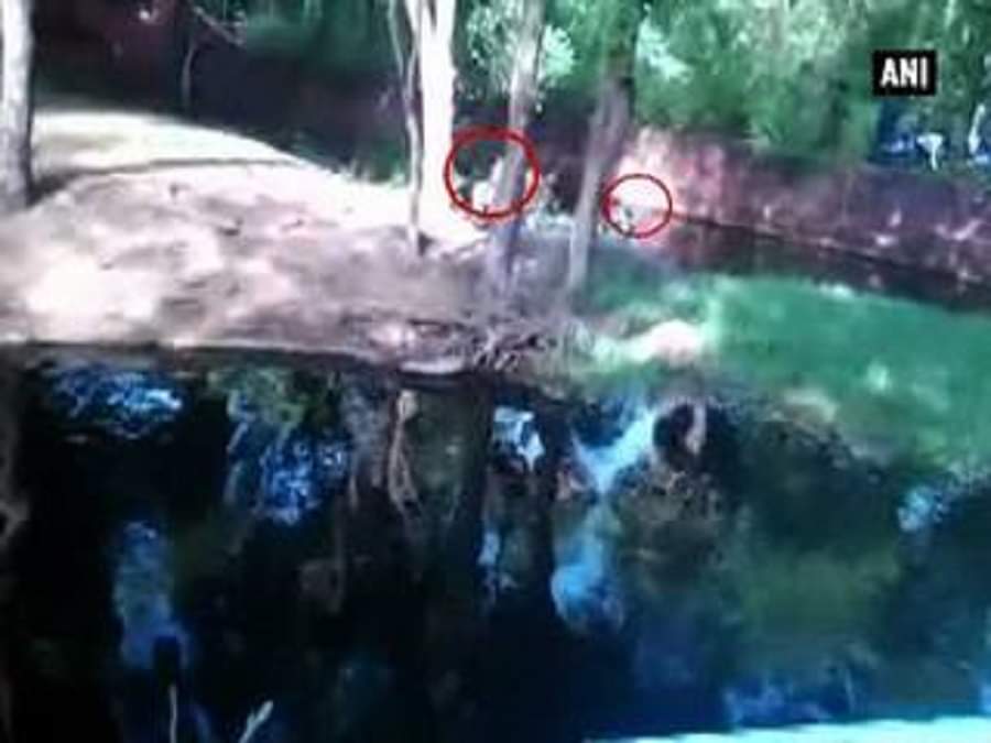 शेर के बाड़े में कूदा शख्स