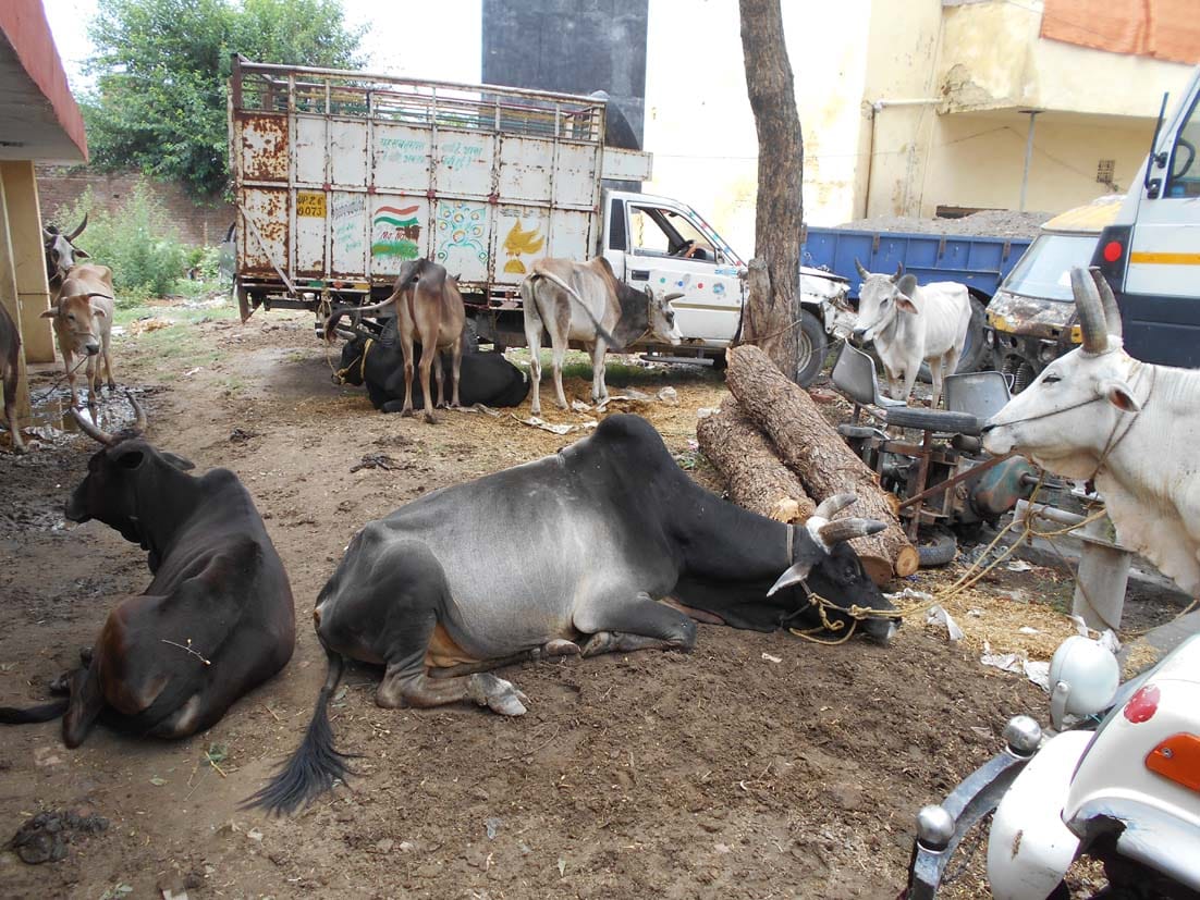 Police raid in Sherpur 42 bovine animals recovered