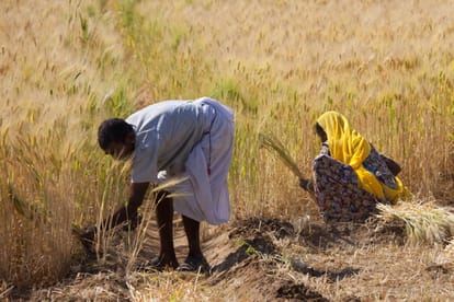 This Farmer's Zero Budget Natural Farming Model bringing fortune
