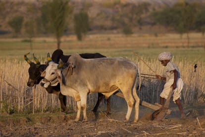 This Farmer's Zero Budget Natural Farming Model bringing fortune