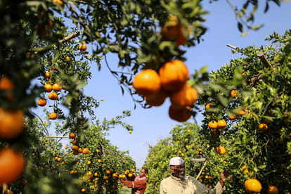 This Farmer's Zero Budget Natural Farming Model bringing fortune