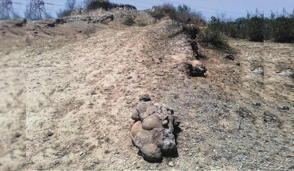 Fossil searched by special plane