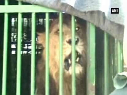 10 Gir lions caged after rising attacks on local population