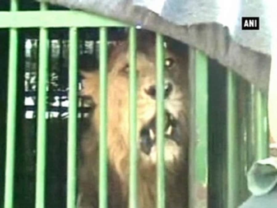 पिंजड़े में शेर