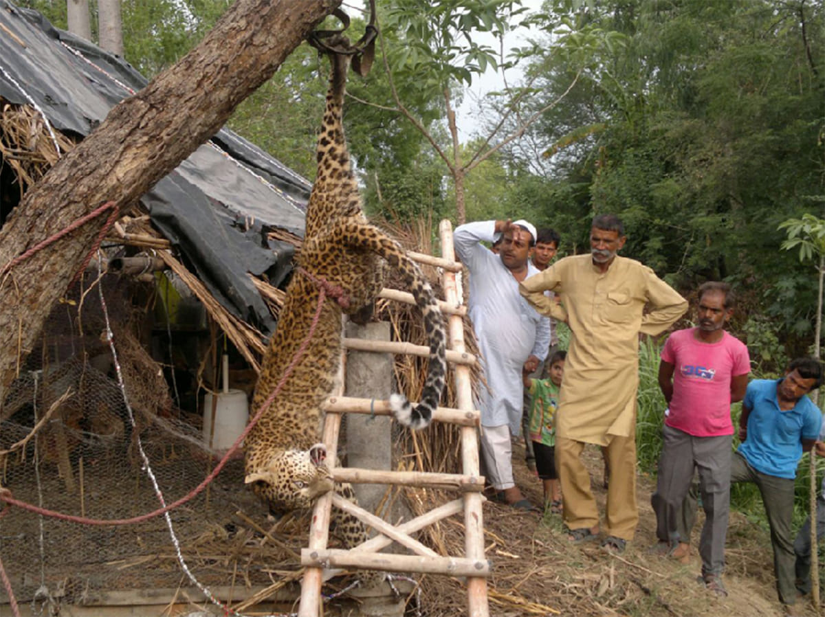 person tied leopard in tree for eleven hours