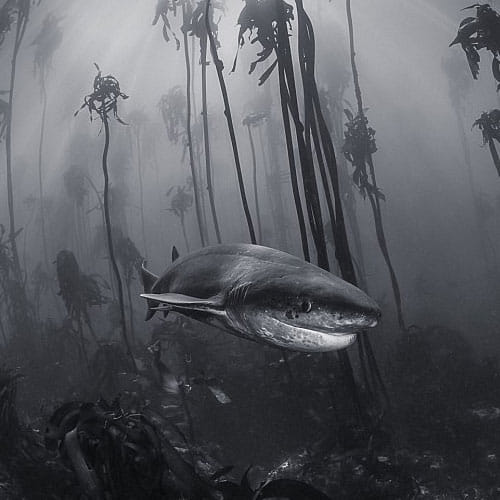 amazing photos got national geographic travels award