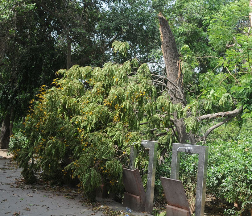 In Agra rain and heavy tornado, tree fell in the Taj Mahal.