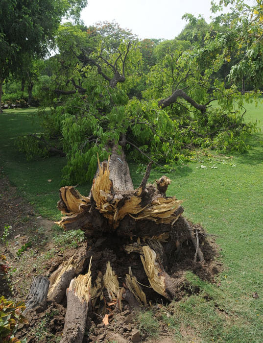 In Agra rain and heavy tornado, tree fell in the Taj Mahal.