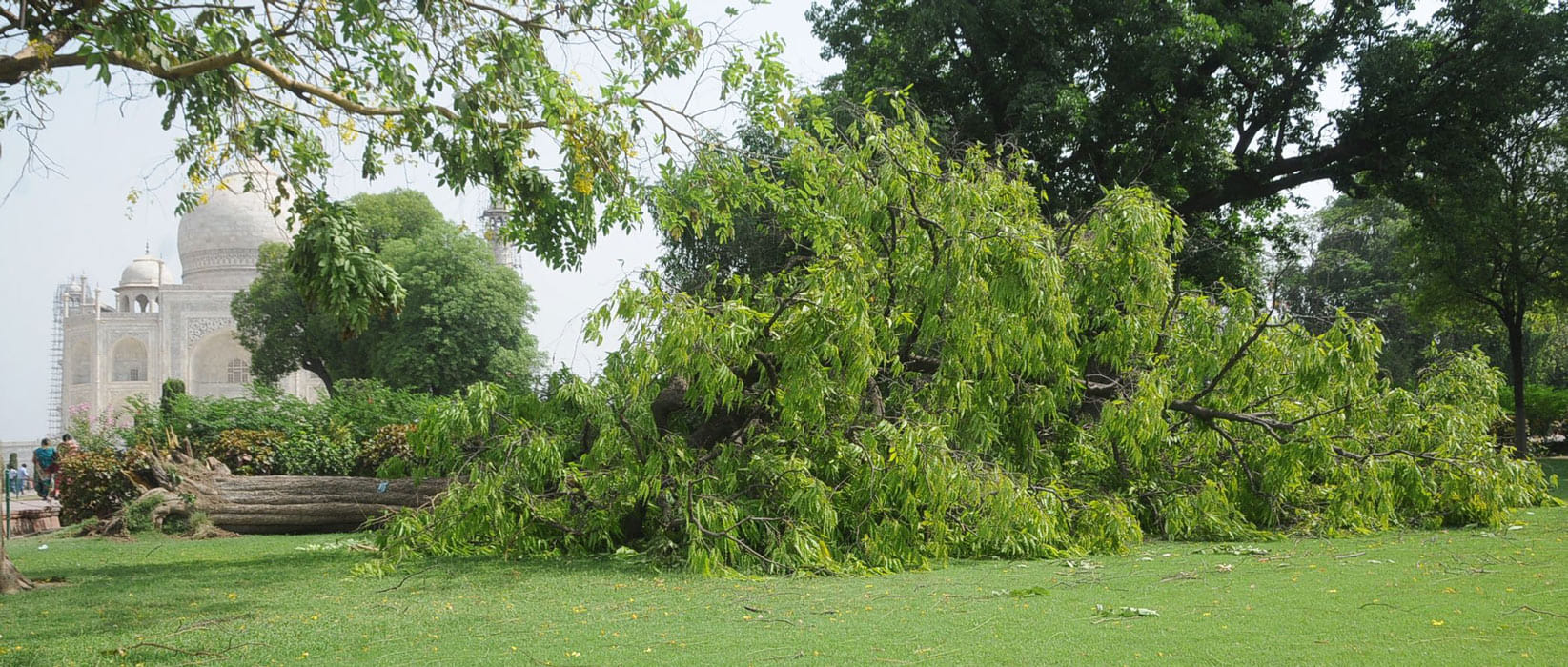 In Agra rain and heavy tornado, tree fell in the Taj Mahal.
