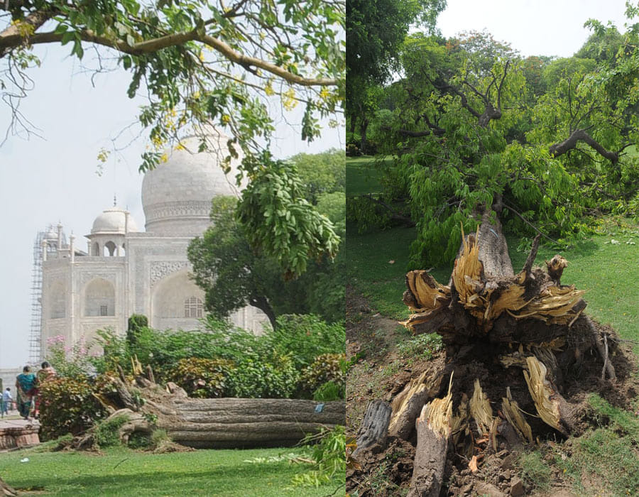 In Agra rain and heavy tornado, tree fell in the Taj Mahal.