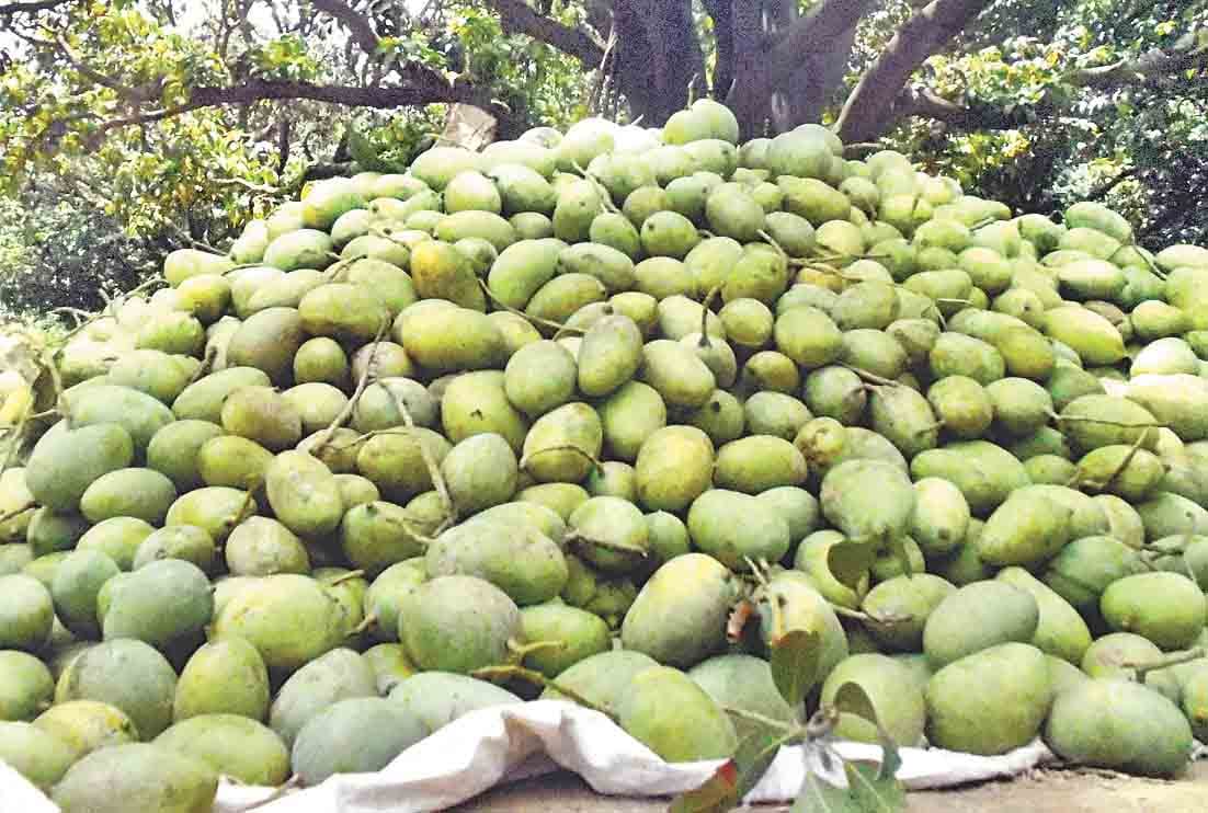 aam ka utpadan