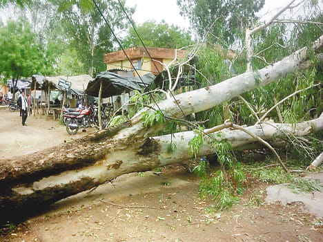 Advocates , including three killed by the storm,