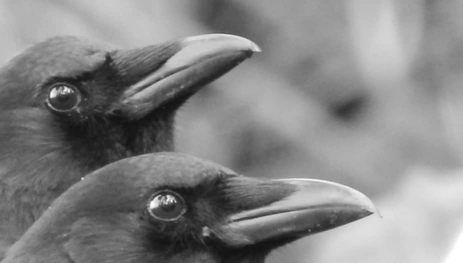 Crow importance in pitru paksha this reason to crow reproduction decrease