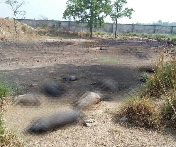  Animals died because of poisonous gas.