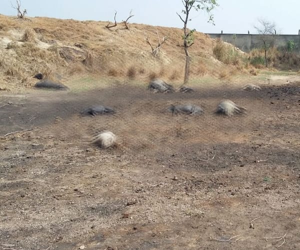  Animals died because of poisonous gas.