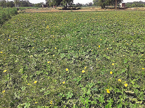 Green vegetable prices, farmers worried