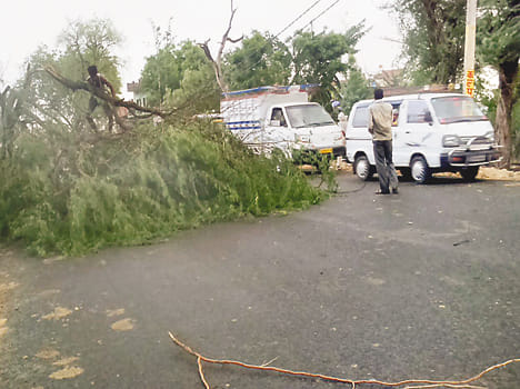 Plantation campaign by storm blow