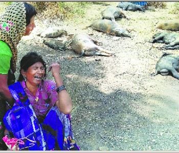 Toxic gas killed 50 creatures