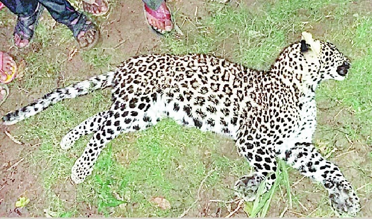 Leopard's body found in forest
