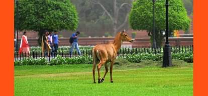 a nilgay seen in vijay chowk area, forest officials are expected soon