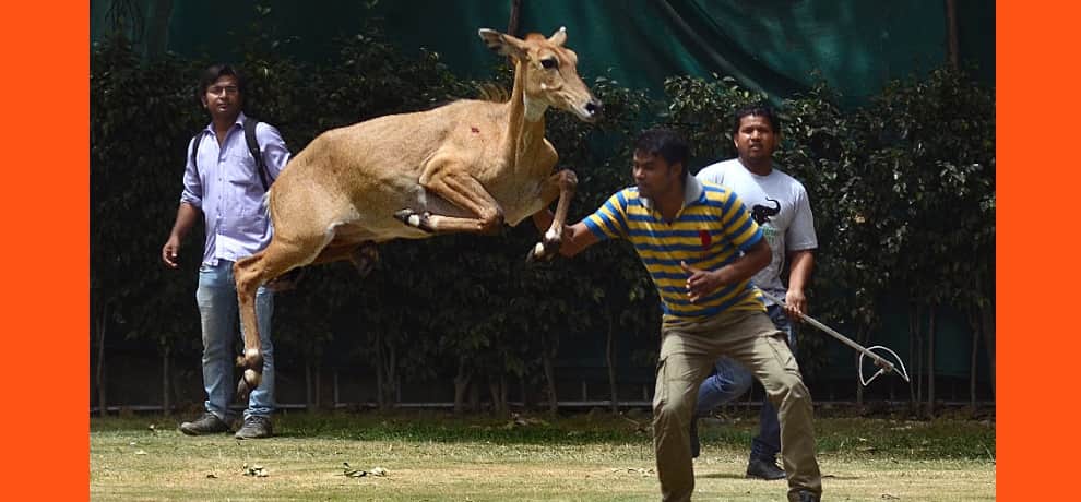 a nilgay seen in vijay chowk area, forest officials are expected soon