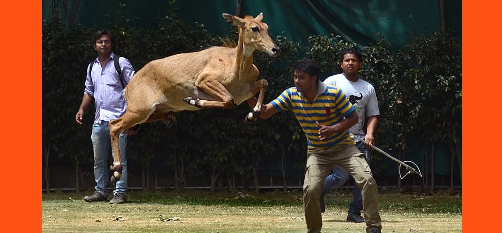 a nilgay seen in vijay chowk area, forest officials are expected soon