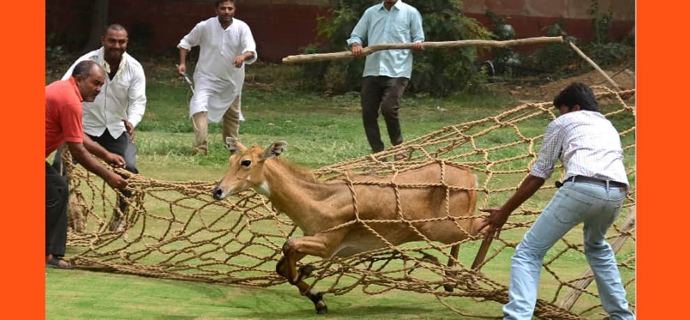 a nilgay seen in vijay chowk area, forest officials are expected soon