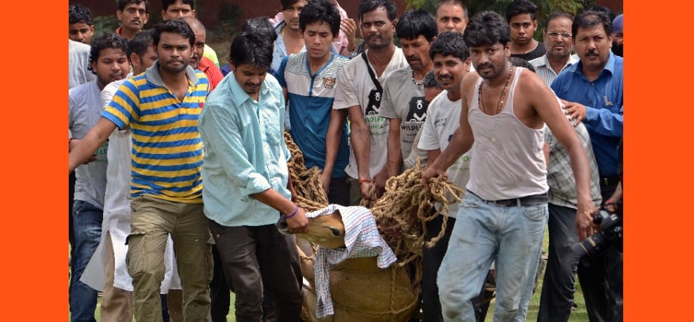 a nilgay seen in vijay chowk area, forest officials are expected soon