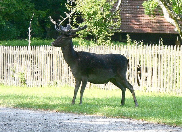 The resort will be black and blue deer in Aravalli region