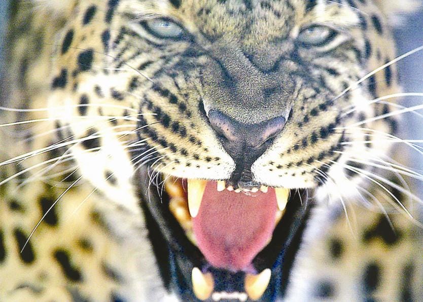 Chandak Road to adjoining Leopard knock again