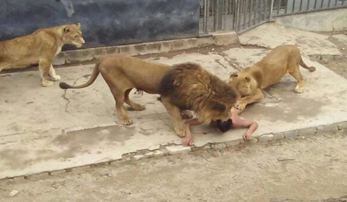Man who jumped into lion’s cage thought he was prophet protected by Jesus