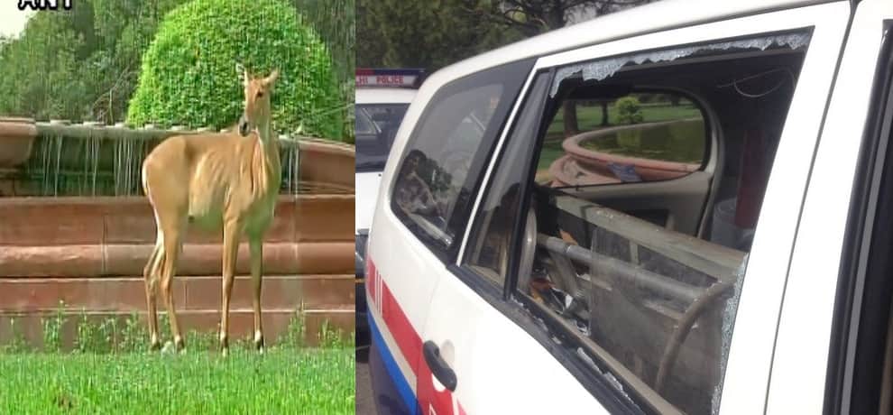 a nilgay seen in vijay chowk area, forest officials are expected soon