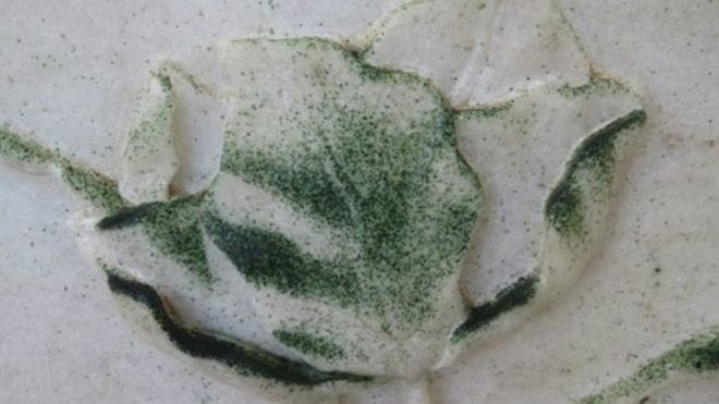why tajmahal is turning green
