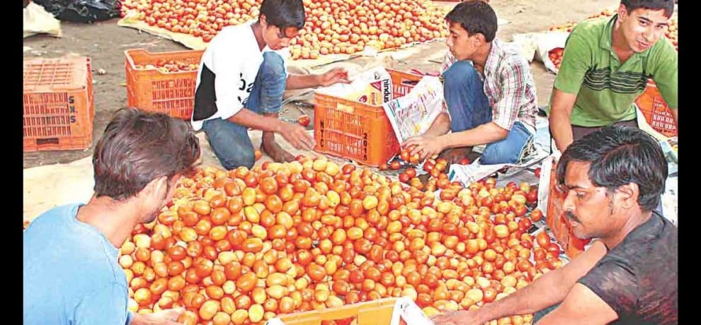 farming of tomato by farmers of amroha of uttar pradesh