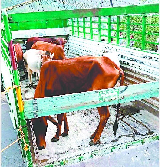 Cow house stray animals sent Bazpur