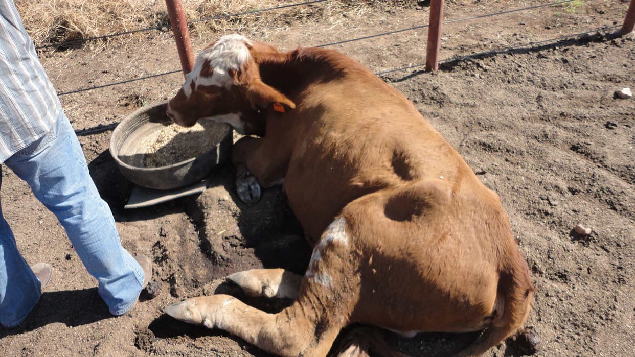 cow death due to blind faith