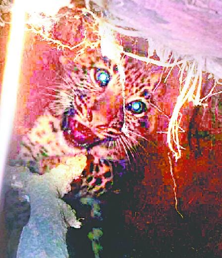 Cubs show cave in the forest Punedi