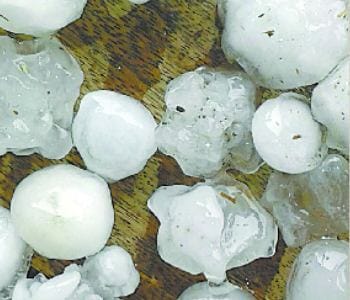 hail damage to mentha and mango crops 