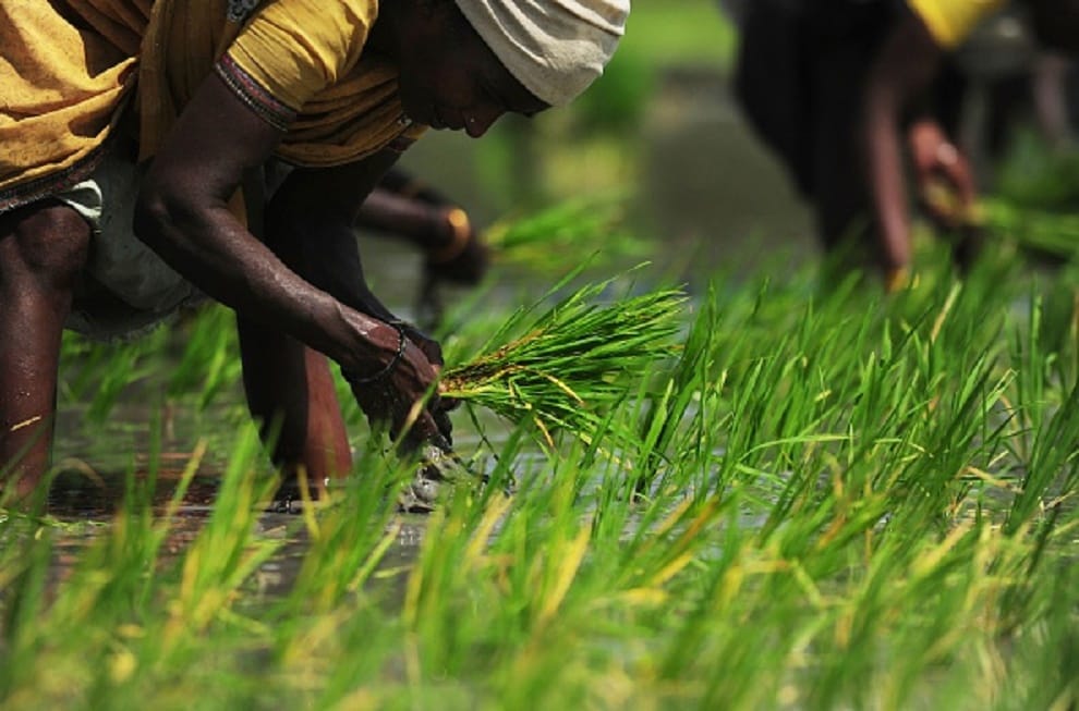 good seed, good for farming, dhankar, jhajjar