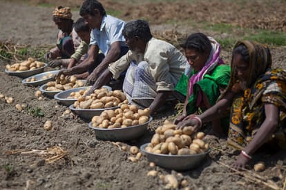 Potatoes price risen due to deficiency of production 