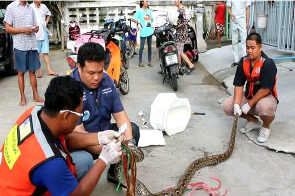 thailand python toilet penis