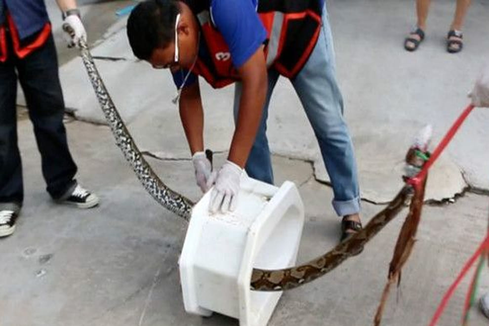 thailand python toilet penis