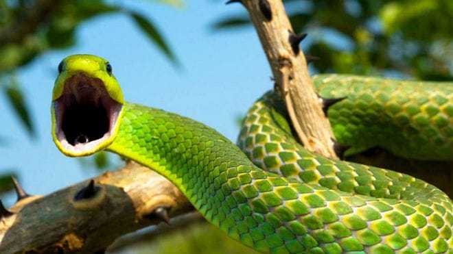 Snakes are the superpowers of the jungle