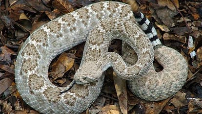 Snakes are the superpowers of the jungle