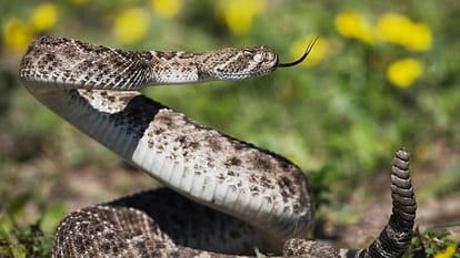 Snakes are the superpowers of the jungle